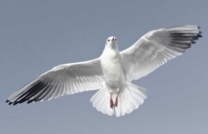 Food Sharing Volunteer Experience